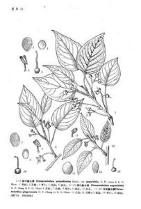 銀葉藤山柳 銀葉藤山柳