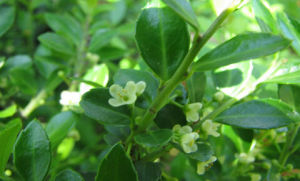 窪皮冬青 窪皮冬青