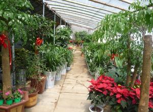 青島高佳園花卉園藝公司