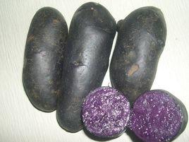 紫土豆 紫土豆