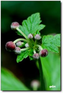 白地紫菀[中藥]