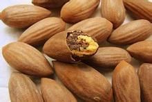 洞橋香榧 洞橋香榧