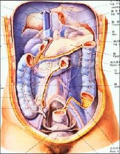 （圖）腹膜