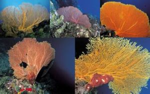 扇形珊瑚 扇形珊瑚