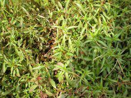 假柳葉菜 假柳葉菜