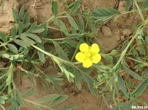 關節委陵菜 關節委陵菜