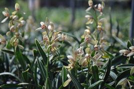 禪月達摩 禪月達摩