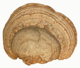 木蹄層孔菌 木蹄層孔菌