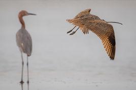 長嘴杓鷸 長嘴杓鷸