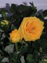 永遠的南京&middot;辛德貝格黃玫瑰