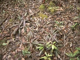 蘇門答臘荒原森林中的白環豬籠草