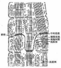 心肌閏盤超微結構模式圖