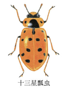 十三星瓢蟲 十三星瓢蟲