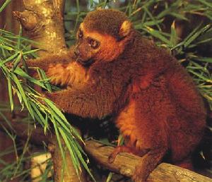 在非洲的馬達加斯加島上生活著一種一生離不開竹子的動物---------金竹馴狐猴（Hapalemur aureus）。
