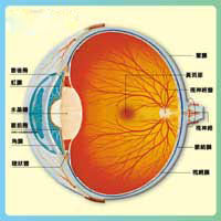 青盲症 青盲症