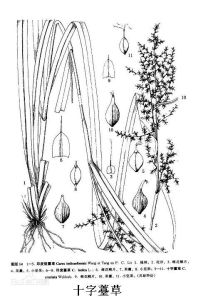 十字薹草 十字薹草