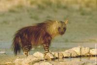 褐鬣狗