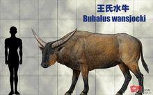王氏水牛與人類大小比例圖