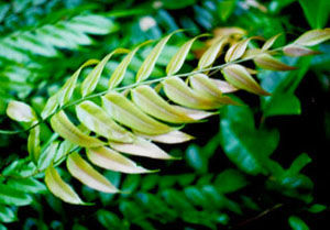 光葉藤蕨屬 光葉藤蕨屬