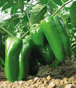 蘇椒13號 蘇椒13號