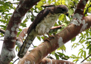 剛果蛇雕 剛果蛇雕