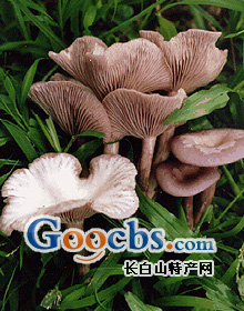 長白山野生花臉蘑 長白山野生花臉蘑