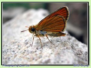 黑豹弄蝶 黑豹弄蝶