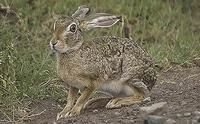 非洲草原野兔 非洲草原野兔