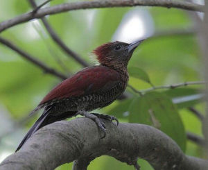 鑲紅綠啄木鳥 鑲紅綠啄木鳥