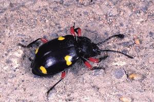 大偽瓢蟲 大偽瓢蟲