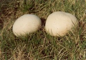 白禿馬勃 白禿馬勃