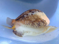 （圖）玉女寶螺