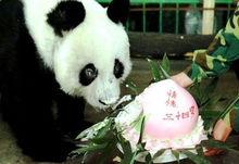大熊貓桃桃