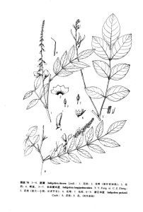 庭藤（原變種）