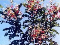 五色槐 五色槐