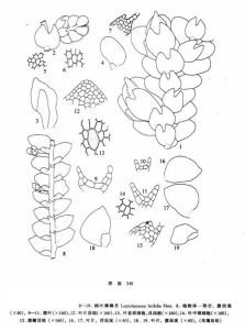 闊葉薄鱗苔 闊葉薄鱗苔