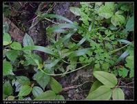 雜草[中文名詞]