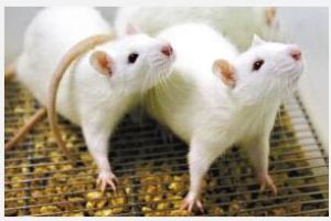 世界實驗動物日