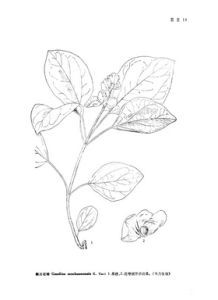 四川石梓 四川石梓