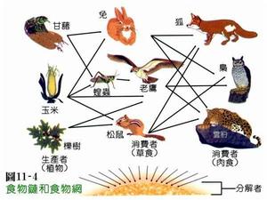 腐生鏈 腐生鏈