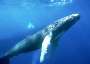 肯氏海豚 肯氏海豚