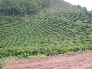 魚塘彝族鄉 魚塘彝族鄉