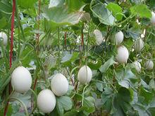 梨農人工：梨花授粉忙