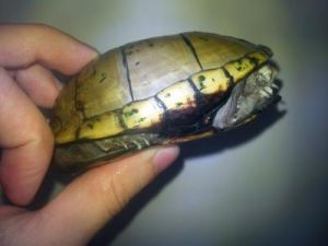 刀背旦龜 刀背旦龜