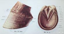 馬蹄[馬的蹄部]