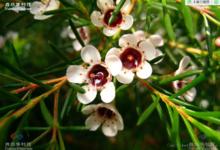 臘梅花[臘梅的別稱]