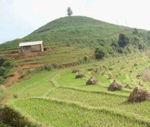 團田頭自然村 團田頭自然村