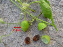 盒子草（果、種子）