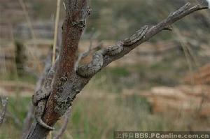 （圖）蛇島蝮蒙