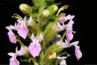 裂芒香科 裂芒香科